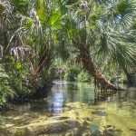 Juniper Springs Run