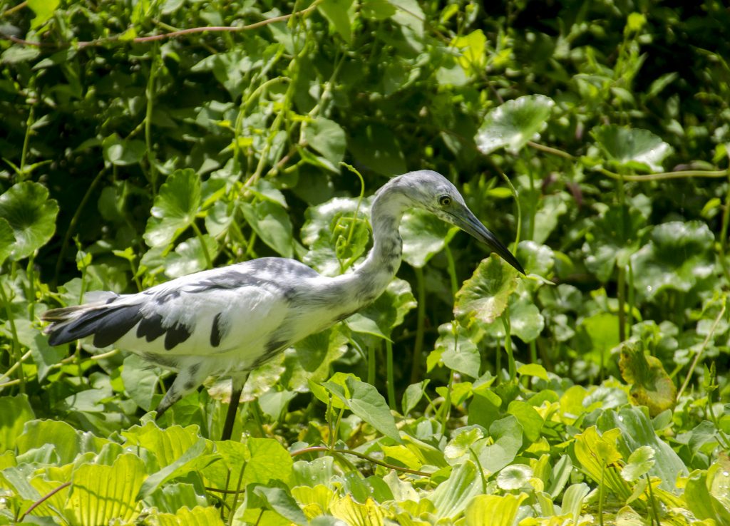 Little Blue Heron - Egretta caerulea