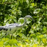 Little Blue Heron - Egretta caerulea