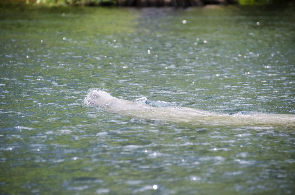 Manatee heading to the main spring