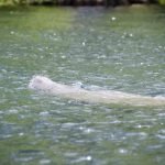 Manatee heading to the main spring