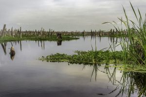 The old Ocklawaha River during the Rodman Dam drawdown