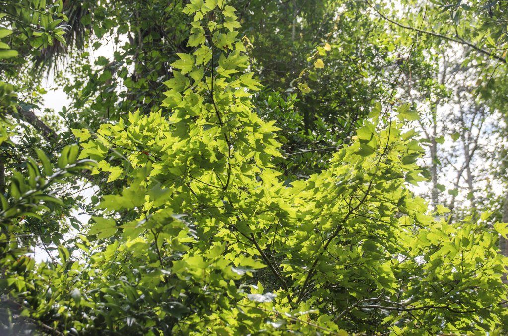 Red Maple - Acer rubrum