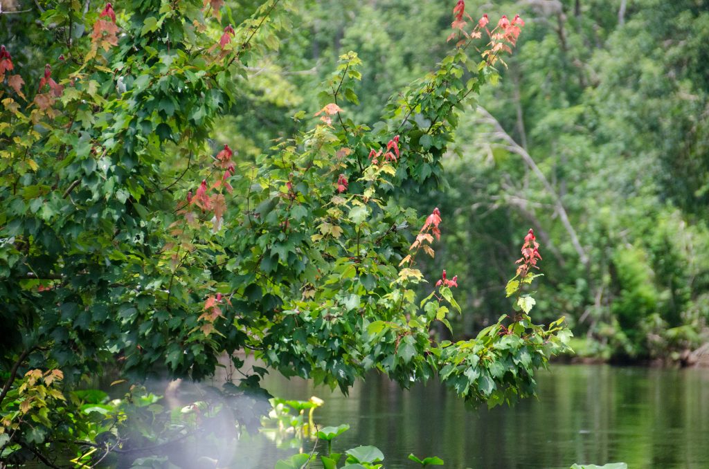 Red Maple - Acer rubrum - Ocklawaha