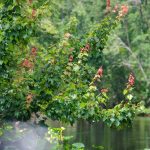 Red Maple - Acer rubrum - Ocklawaha