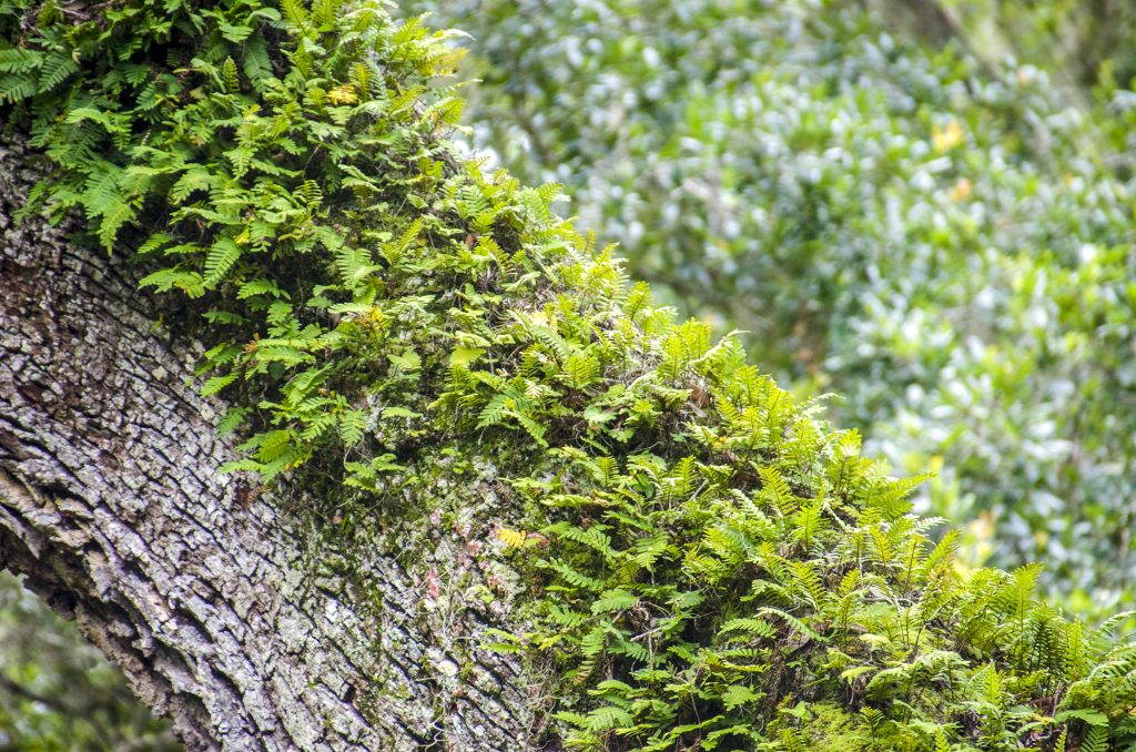 Resurection Fern - Pleopeltis polypodioides