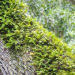 Resurection Fern - Pleopeltis polypodioides