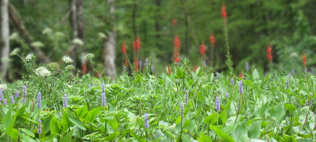 Water Hemlock, Pickerel Weed and Cardinal Flowers