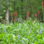 Water Hemlock, Pickerel Weed and Cardinal Flowers