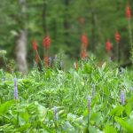 Water Hemlock, Pickerel Weed and Cardinal Flowers