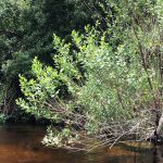 Sea Myrtle- Baccharis halimifolia