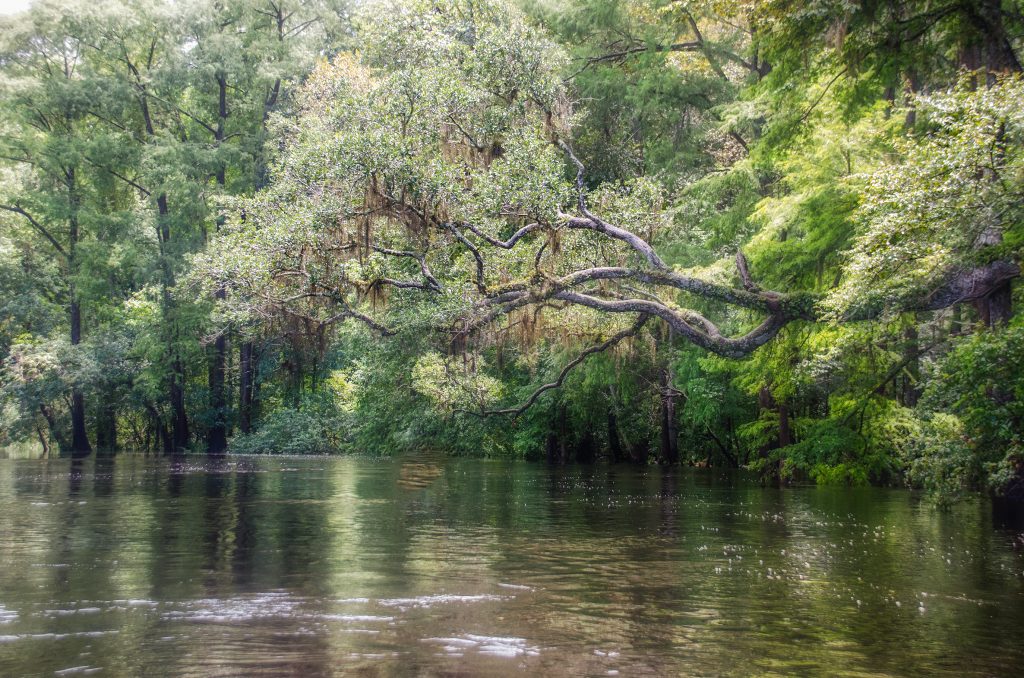 Santa Fe River Overhang