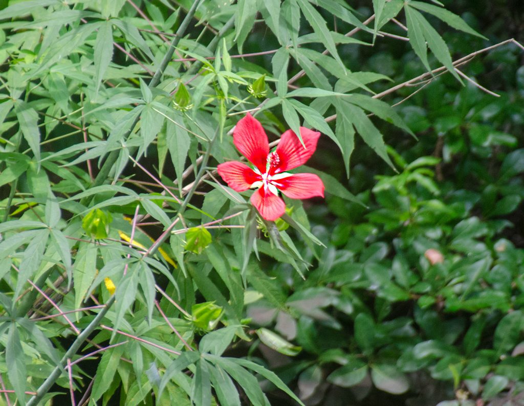 Scarlet Rose Mallow - Ocklawaha River