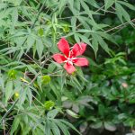 Scarlet Rose Mallow - Ocklawaha River