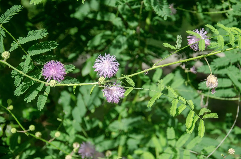 Sensitive Brier - Mimosa nuttallii