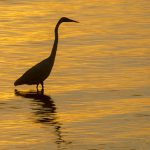 Sunset Heron - Atsena Otie