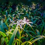 Swamp Lily - Crinum pedunculatum