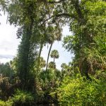 Tall Sabal Palmettos