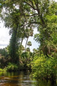 Tall Sabal Palmettos