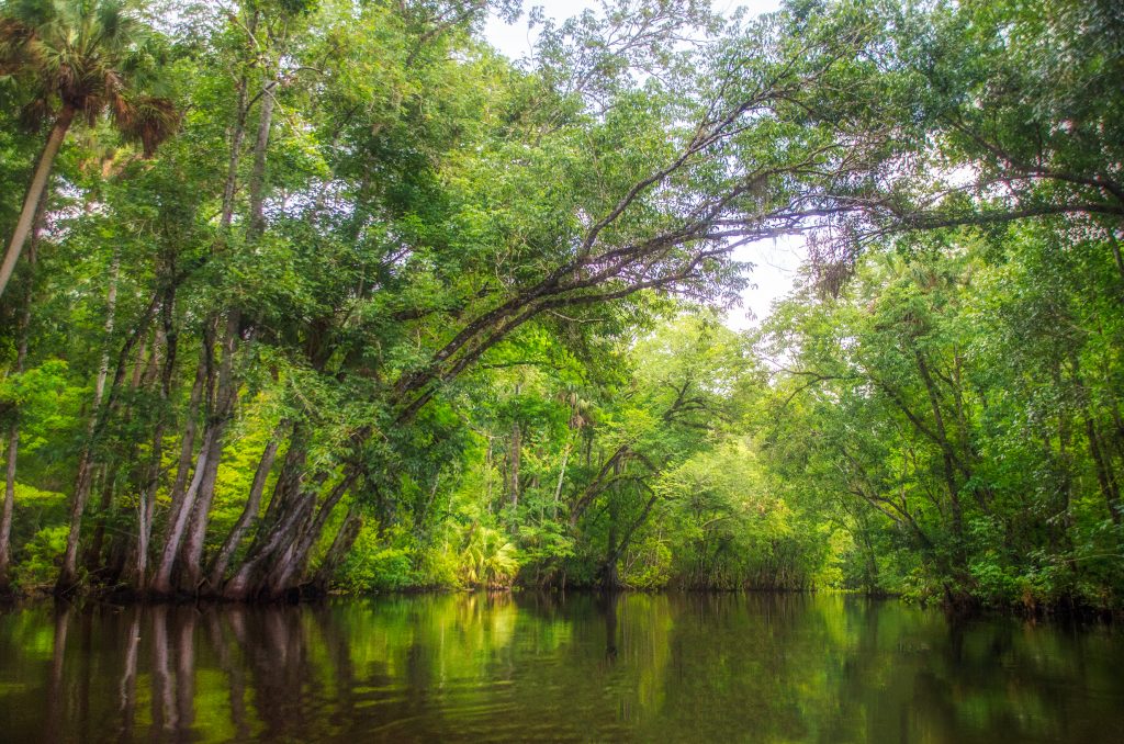 The Ocklawaha River