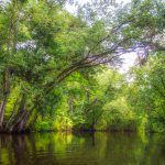 The Ocklawaha River