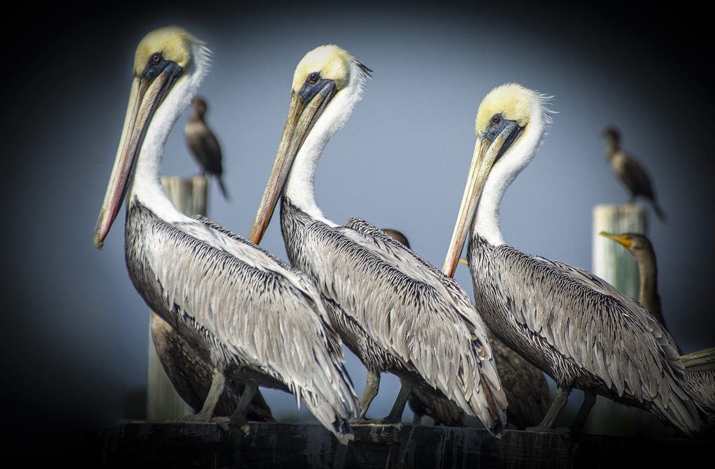 Three Pelicans