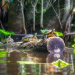 Florida Cooters along the Ocklawaha