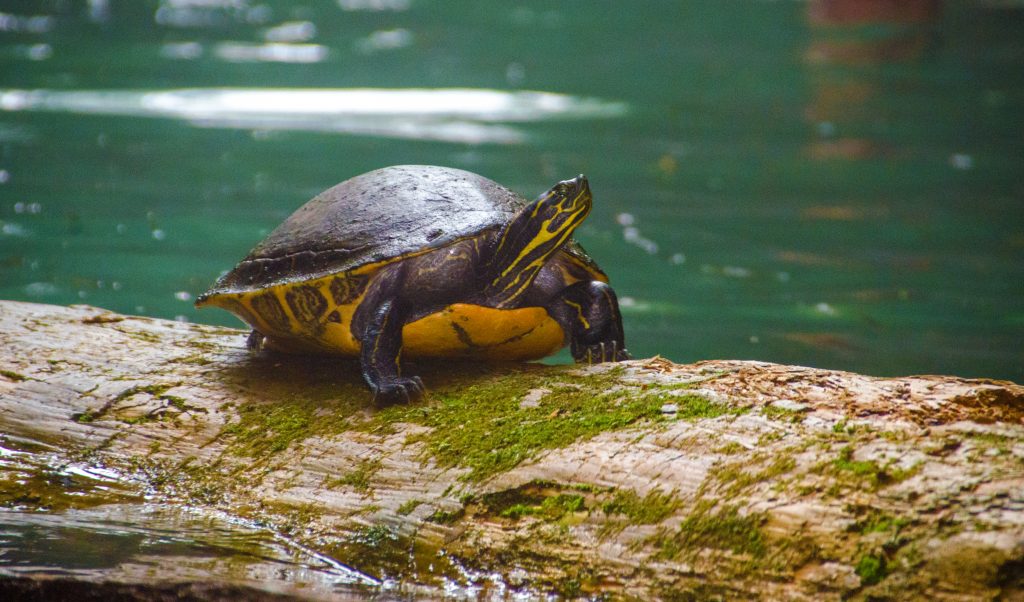 Turtle at Naked Spring – Pseudemys floridana