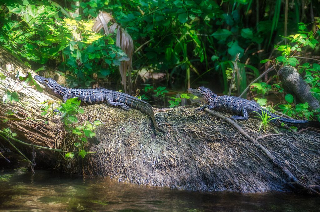 Two Young Gators - Ocklawaha River