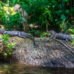 Two Young Gators - Ocklawaha River