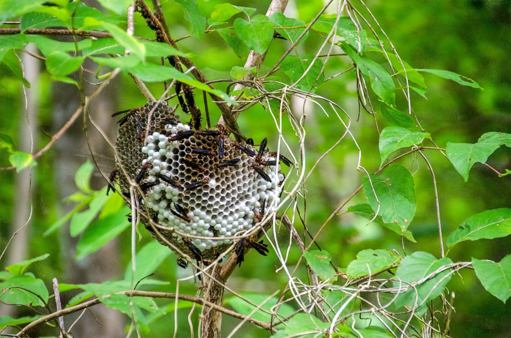 Wasp Nest - Ocklawaha River