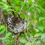 Wasp Nest - Ocklawaha River