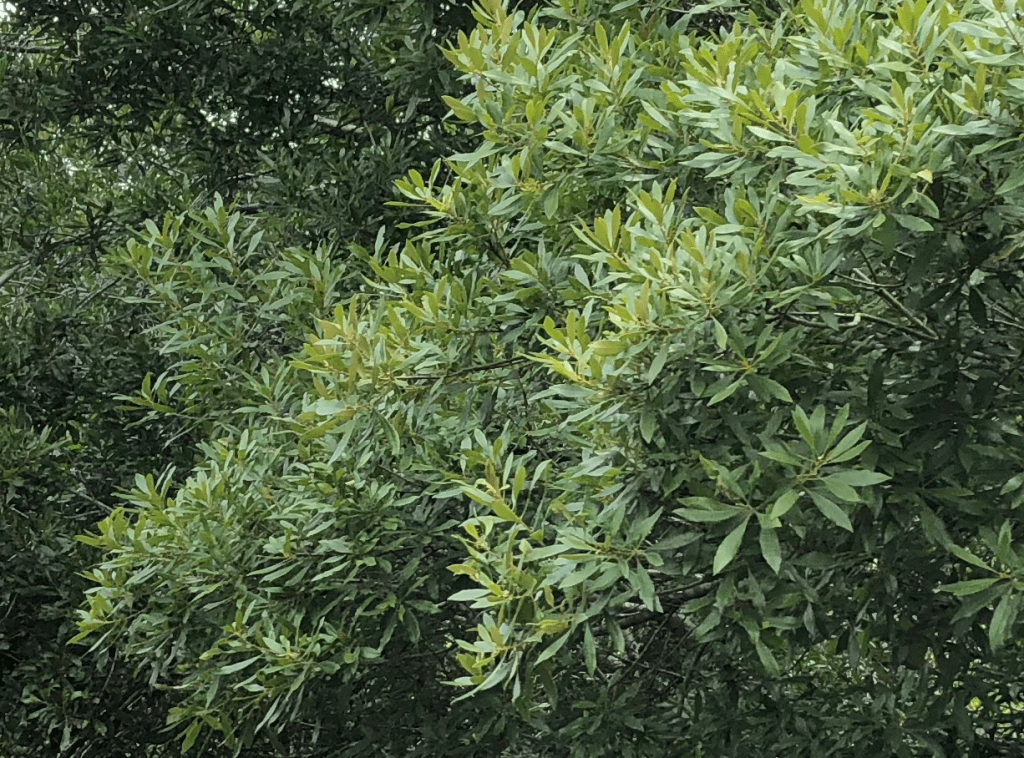 Wax Myrtle - Myrica cerifera