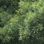 Wax Myrtle - Myrica cerifera