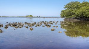 Oyster Bed-Atsena Otie