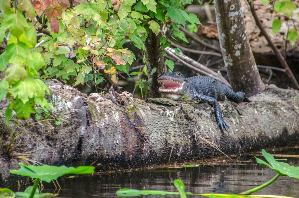 Young Gator Smiles