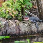 Young Gator Smiles