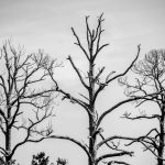 Bare Trees