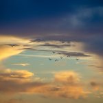 Birds of a Feather Over Lake Disston