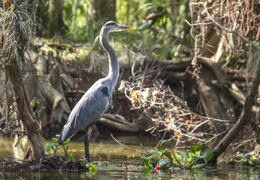 Blue Heron on Prairie Creek