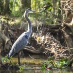 Blue Heron on Prairie Creek