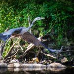 Blue Heron in Flight