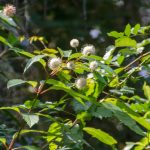 Buttonbush in bloom