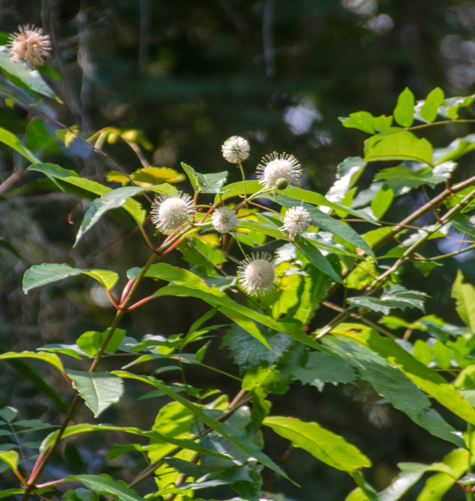 Buttonbush in bloom