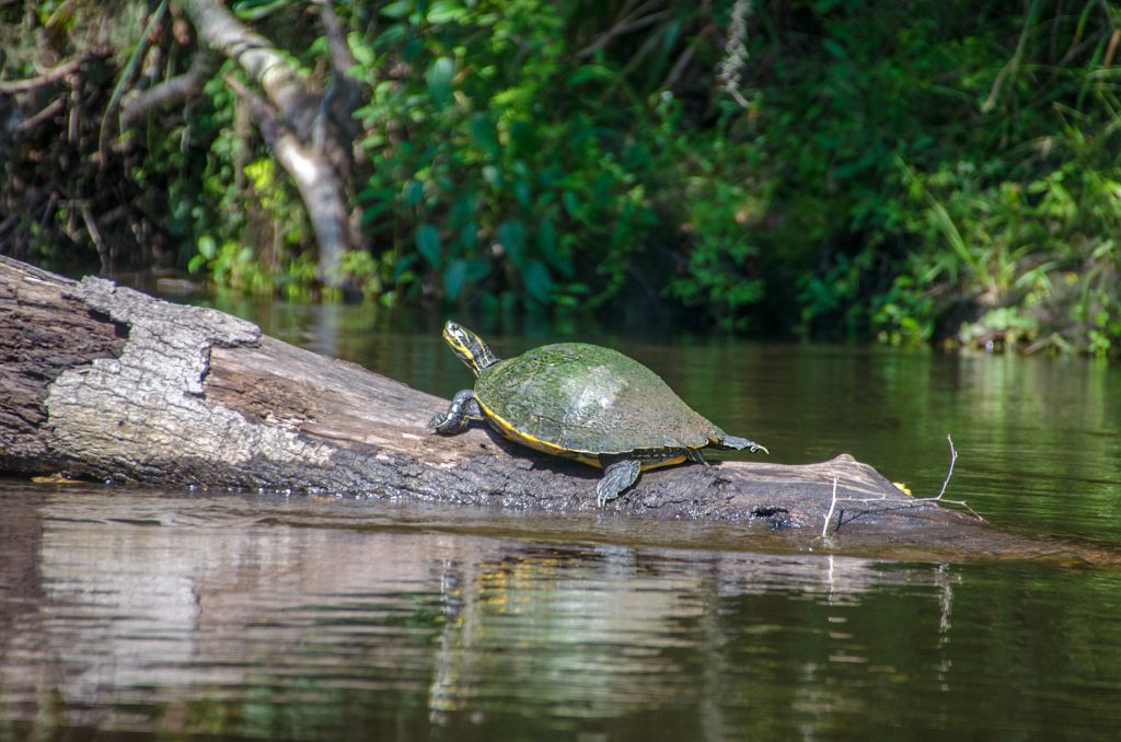 Cooter on the Withlacoochee