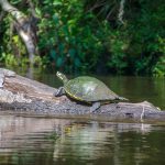 Cooter on the Withlacoochee