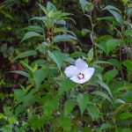 Crimson-Eyed Rose-Mallow – Hibiscus moscheutos