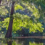 Cypress on the Withlacoochee