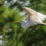 Egret in Flight