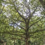 Giant Cypress on Prairie Creek